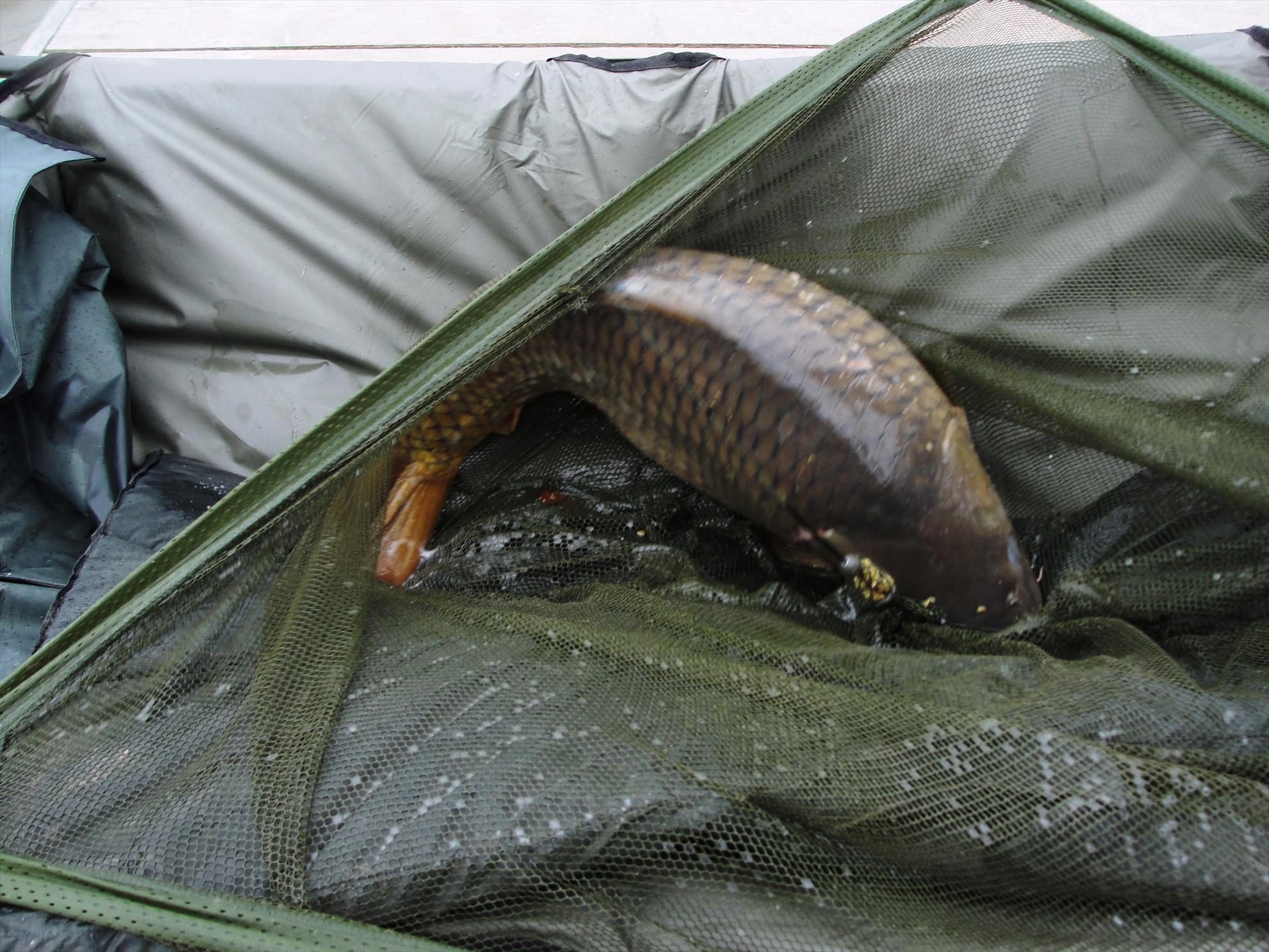 de la A la Z - dsc09438.JPG